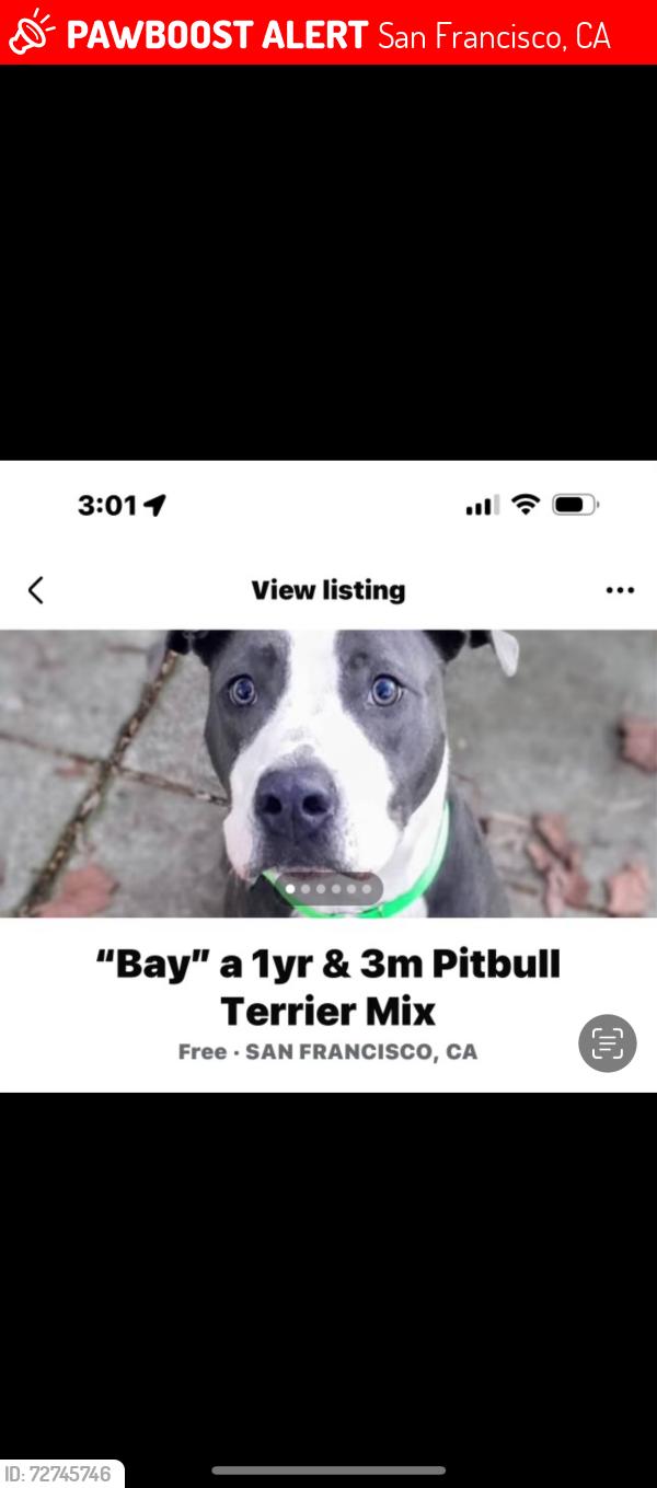 Lost Male Dog last seen Goettingen st and mansell st , San Francisco, CA 94134