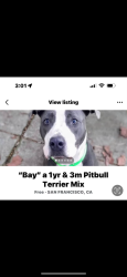 Lost Male Dog last seen Goettingen st and mansell st , San Francisco, CA 94134