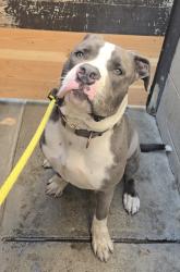 Found/Stray Male Dog last seen Near Prairie Ave, Hawthorne, CA 90250