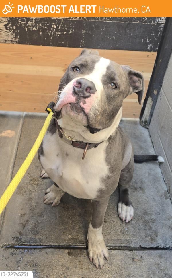 Found/Stray Male Dog last seen Near Prairie Ave, Hawthorne, CA 90250