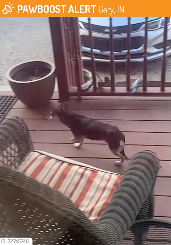 Found/Stray Unknown Dog last seen 47th Ave and Cleveland St. in Gary, Gary, IN 46408