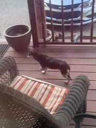 Found/Stray Unknown Dog last seen 47th Ave and Cleveland St. in Gary, Gary, IN 46408