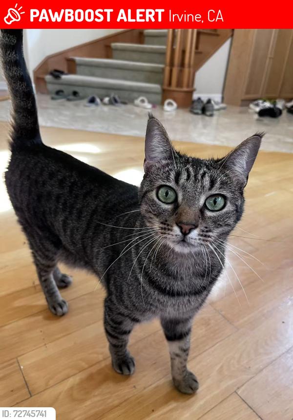 Lost Female Cat last seen Hillsborough, Irvine, CA 92603
