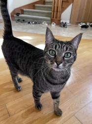 Lost Female Cat last seen Hillsborough, Irvine, CA 92603
