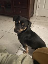 Lost Male Dog last seen A hse?, Miami, FL 33157