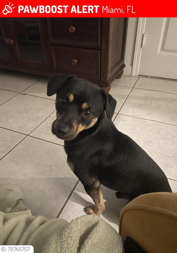 Lost Male Dog last seen A hse?, Miami, FL 33157
