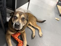 Found/Stray Male Dog last seen Marshfield , Markham, IL 60426