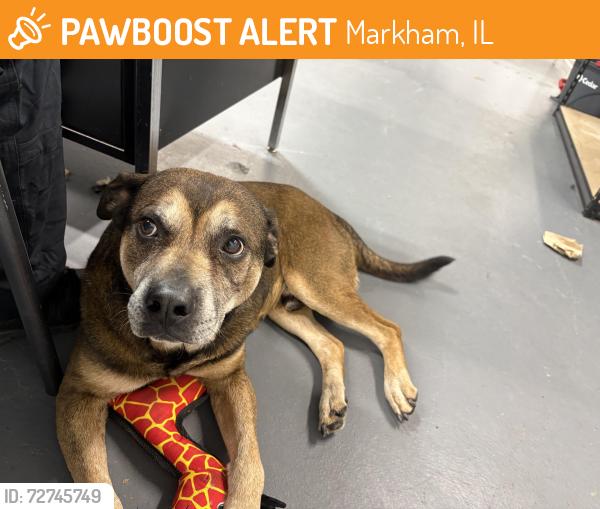 Found/Stray Male Dog last seen Marshfield , Markham, IL 60426