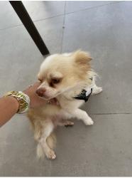 Lost Male Dog last seen Homestead, Homestead, FL 33032