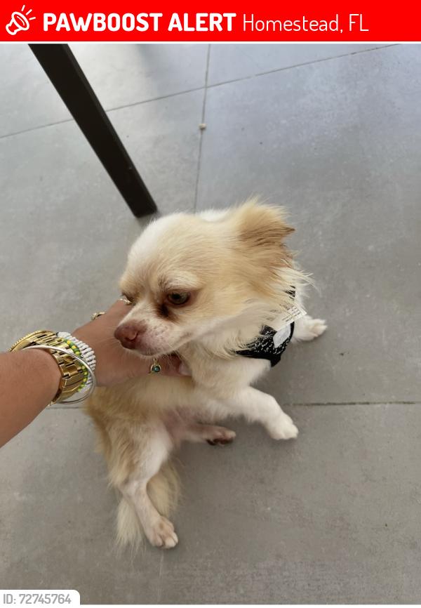 Lost Male Dog last seen Homestead, Homestead, FL 33032