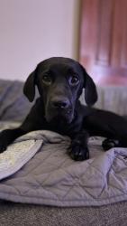 Lost Male Dog last seen Western suburbs shelter , Guildford, NSW 2161