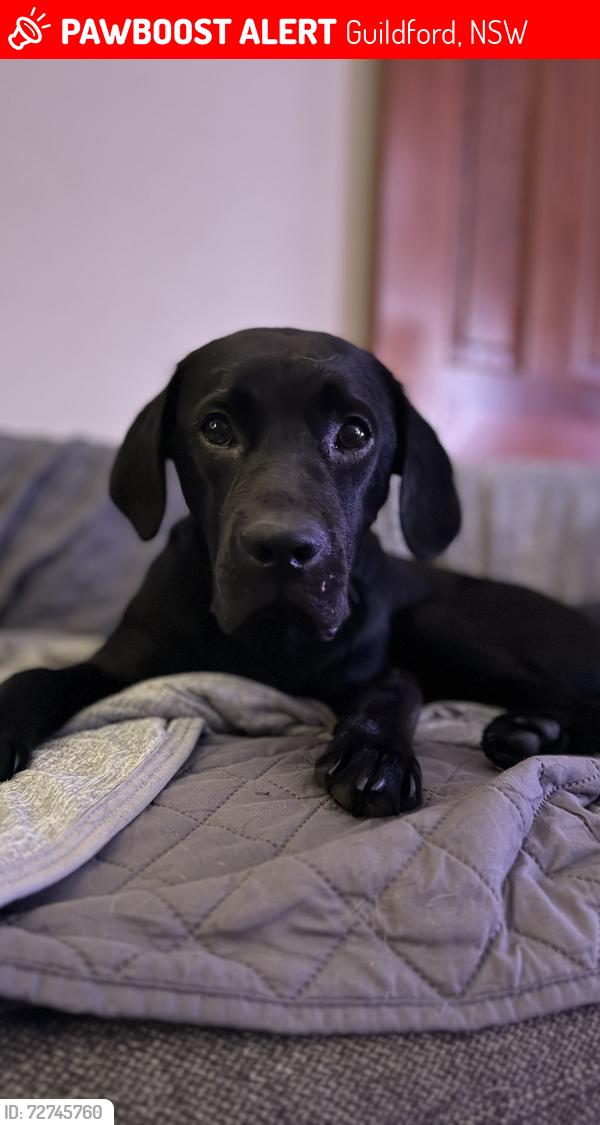 Lost Male Dog last seen Western suburbs shelter , Guildford, NSW 2161