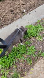 Lost Female Dog last seen Overland, St. Louis, MO 63114