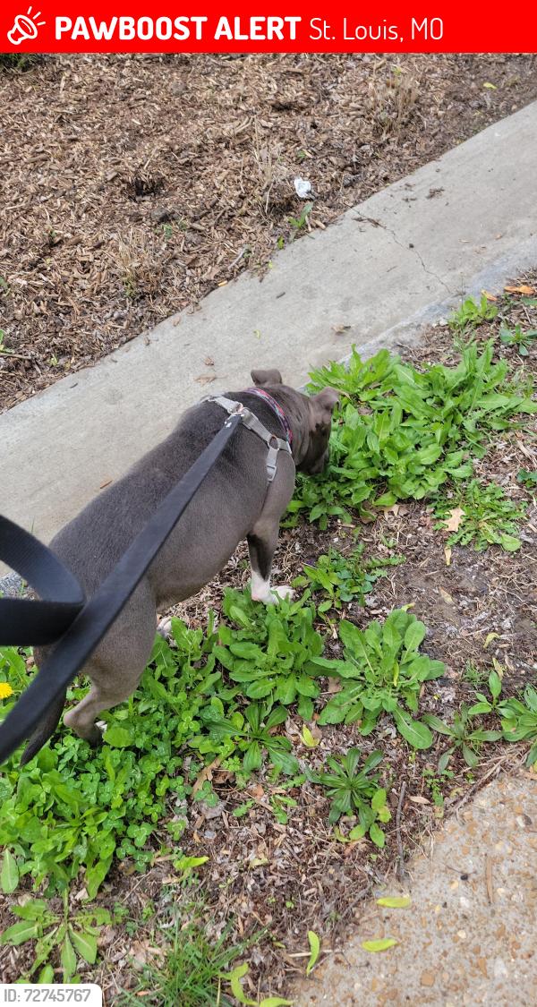 Lost Female Dog last seen Overland, St. Louis, MO 63114