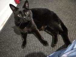 Found/Stray Male Cat last seen Gilbert Road between Riley Center and Miller , Memphis, MI 48041