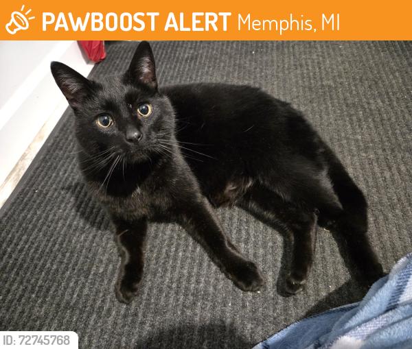 Found/Stray Male Cat last seen Gilbert Road between Riley Center and Miller , Memphis, MI 48041