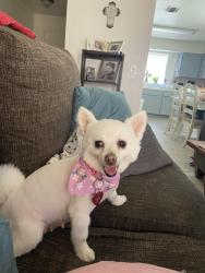 Lost Female Dog last seen Panama/S H Street, Bakersfield, CA 93304