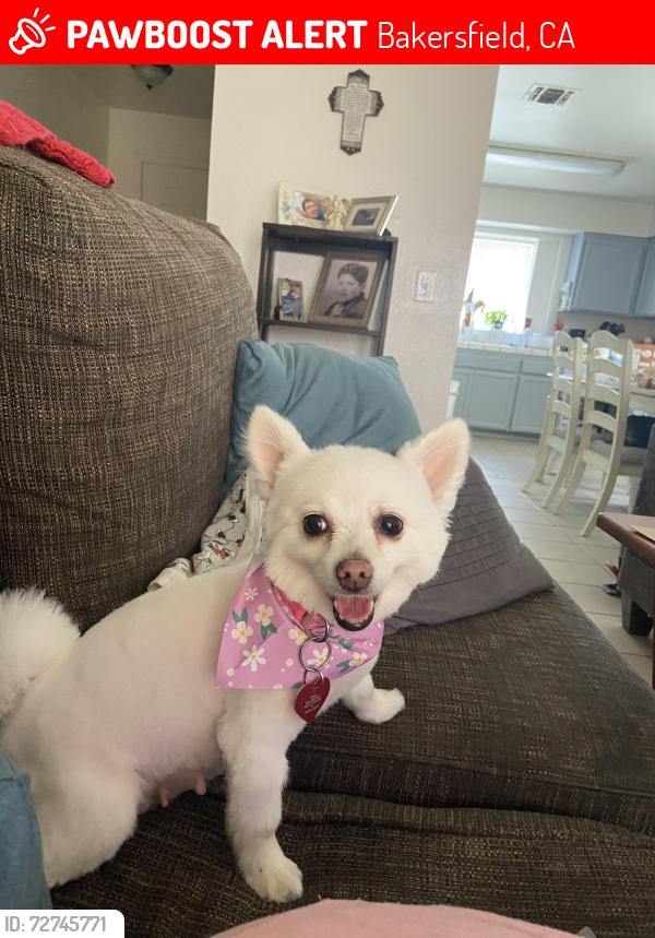 Lost Female Dog last seen Panama/S H Street, Bakersfield, CA 93304