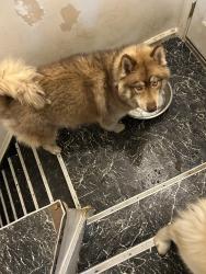 Lost Female Dog last seen Casino ave, moross rd, Detroit, MI 48224