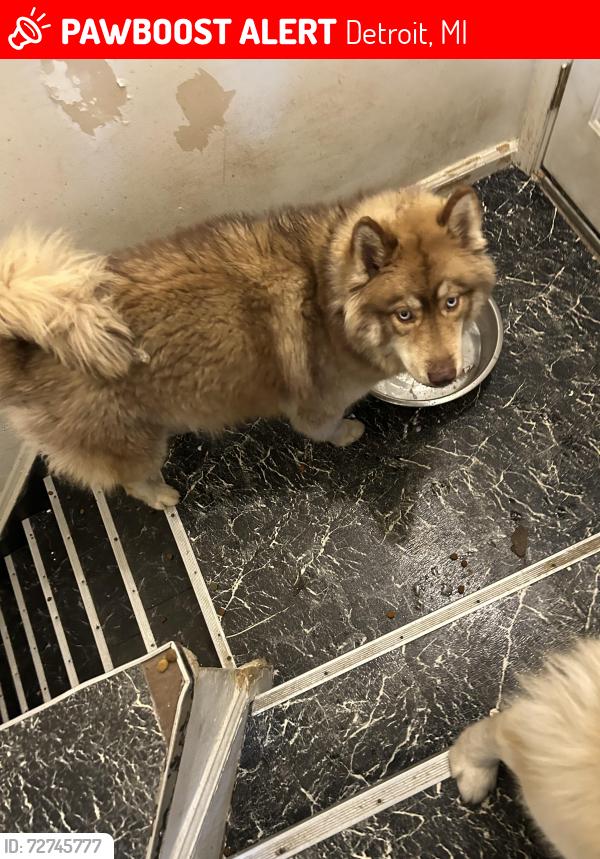 Lost Female Dog last seen Casino ave, moross rd, Detroit, MI 48224