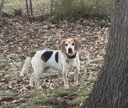 Lost Male Dog last seen Creel road, Grand Bay, AL 36541