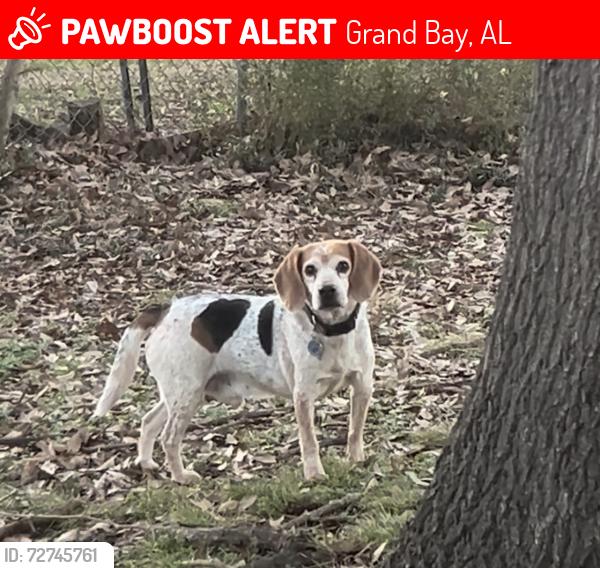Lost Male Dog last seen Creel road, Grand Bay, AL 36541