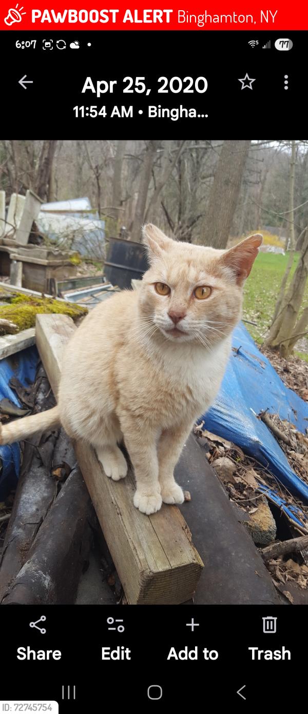 Lost Male Cat last seen Near Caminitti Construction company. Burr Ave. Binghamton, NY, Binghamton, NY 13903