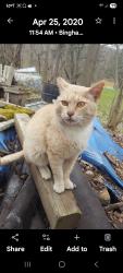 Lost Male Cat last seen Near Caminitti Construction company. Burr Ave. Binghamton, NY, Binghamton, NY 13903