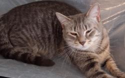Lost Female Cat last seen Near Bowers rd frederick MD 21702, Frederick, MD 21702