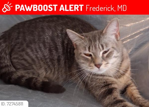 Lost Female Cat last seen Near Bowers rd frederick MD 21702, Frederick, MD 21702