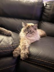 Lost Male Cat last seen Jewell and Pierce, Lakewood, CO 80232