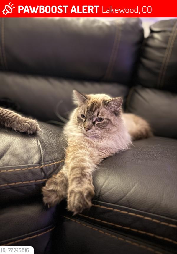 Lost Male Cat last seen Jewell and Pierce, Lakewood, CO 80232