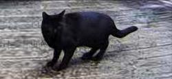 Found/Stray Unknown Cat last seen 40th Lane NW, Thurston County, WA 98502