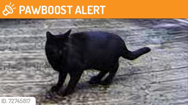 Found/Stray Unknown Cat last seen 40th Lane NW, Thurston County, WA 98502