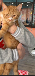 Lost Male Cat last seen Crosshill Drive, Crescent Springs, KY 41017