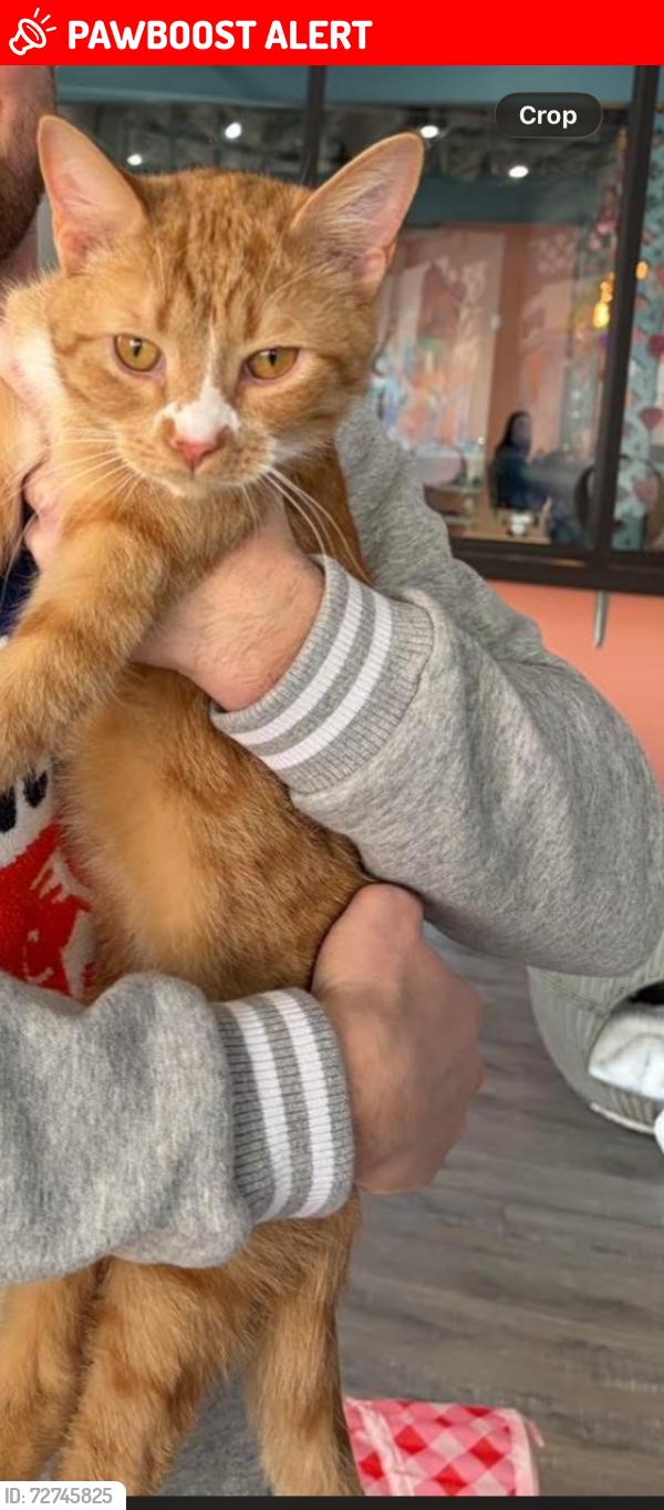 Lost Male Cat last seen Crosshill Drive, Crescent Springs, KY 41017