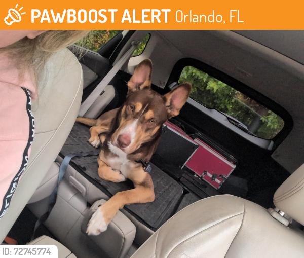 Found/Stray Male Dog last seen Andora street corner of 436 semoran blvd, Orlando, FL 32807