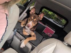 Found/Stray Male Dog last seen Andora street corner of 436 semoran blvd, Orlando, FL 32807