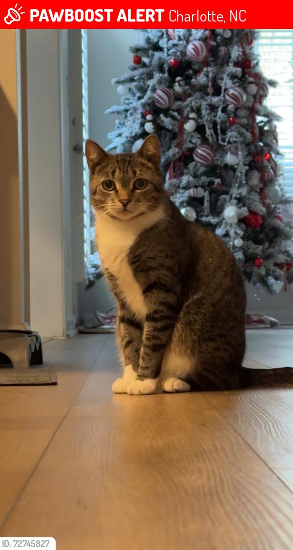 Lost Male Cat last seen Fred Gutt Drive and McKee Road, Charlotte, NC 28270, Charlotte, NC 28270