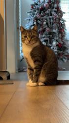Lost Male Cat last seen Fred Gutt Drive and McKee Road, Charlotte, NC 28270, Charlotte, NC 28270