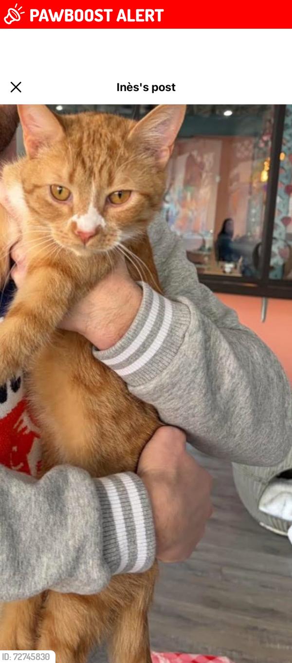Lost Male Cat last seen Near crosshill dr, Crescent Springs, KY 41017