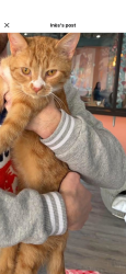 Lost Male Cat last seen Near crosshill dr, Crescent Springs, KY 41017