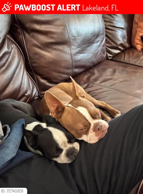 Lost Male Dog last seen Shady Oaks, Lakeland, FL 33810