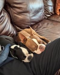Lost Male Dog last seen Shady Oaks, Lakeland, FL 33810