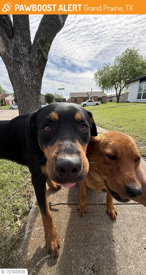 Found/Stray Male Dog last seen Camp wisdom, Grand Prairie, TX 76006