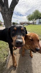 Found/Stray Male Dog last seen Camp wisdom, Grand Prairie, TX 76006