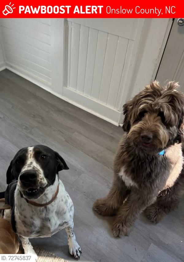 Lost Male Dog last seen Country club road Jacksonville NC, Onslow County, NC 28540