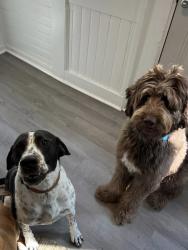 Lost Male Dog last seen Country club road Jacksonville NC, Onslow County, NC 28540