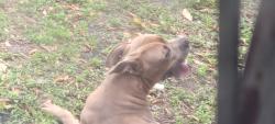 Found/Stray Female Dog last seen NE 161st street and 19th place , North Miami Beach, FL 33162