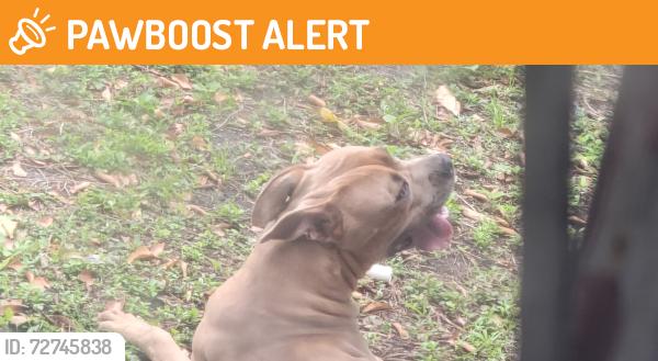 Found/Stray Female Dog last seen NE 161st street and 19th place , North Miami Beach, FL 33162